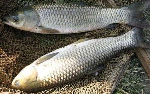 草鱼散炮爆料视频教程,跟随视频教程轻松学会  第2张
